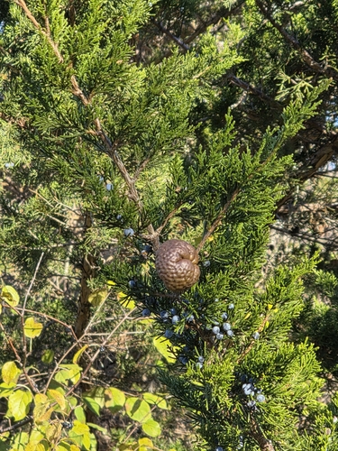 Gymnosporangium juniperi-virginianae, 2026-10-18
