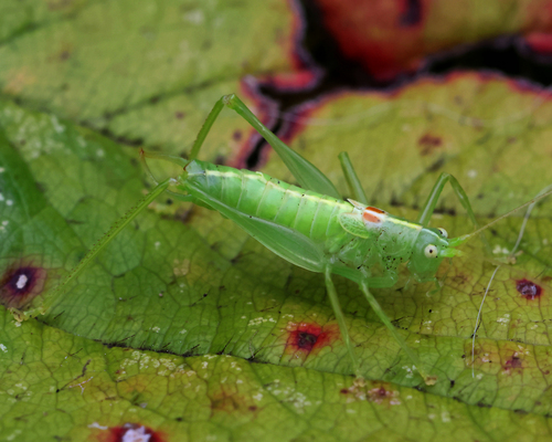 Southern Oak Bush-cricket