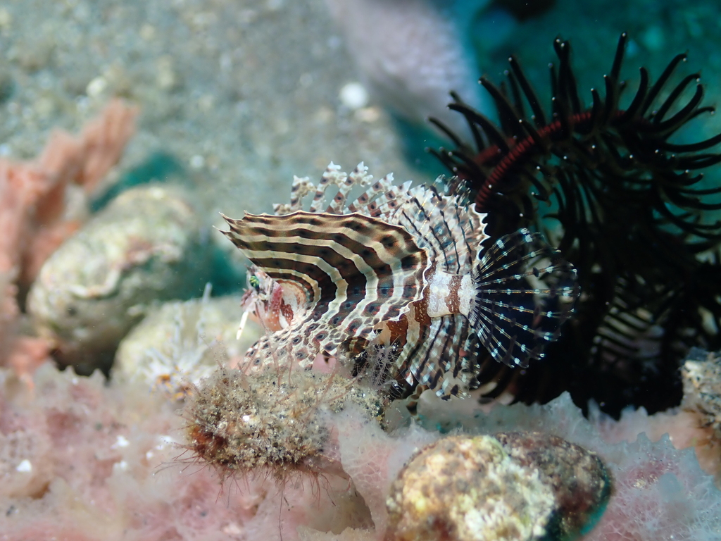 Neochirus brachyptera