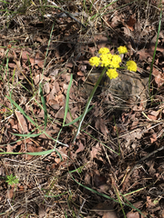 Lomatium triternatum