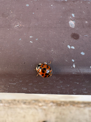 Asian Lady Beetle