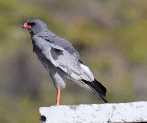 iNaturalist image