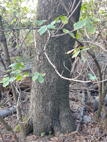 Wild Service-tree