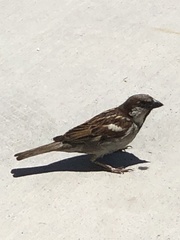 Passer domesticus
