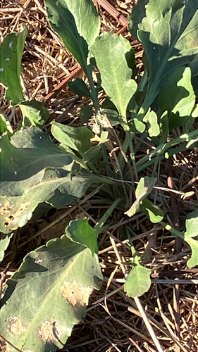 Lepidium latifolium, 2026-10-18