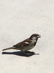 Passer domesticus