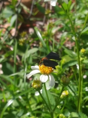 Melanchroia chephise