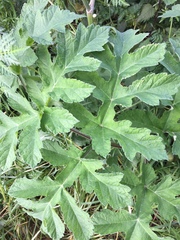 Heracleum sphondylium
