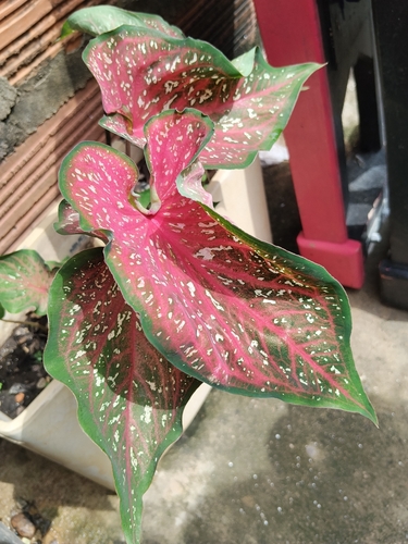 Caladium bicolor observed 2026-10-18