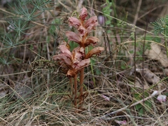 Orobanche caryophyllacea