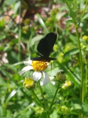 Melanchroia chephise