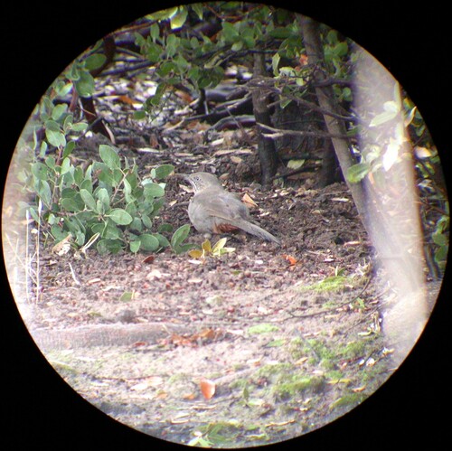 Crissal Thrasher