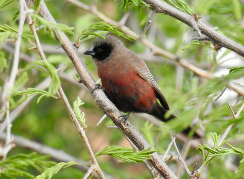 iNaturalist image