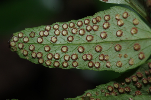 Cyrtomium fortunei observed 2026-10-18