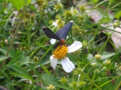 Melanchroia chephise
