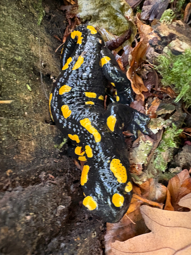 Fire Salamander