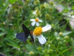 Melanchroia chephise