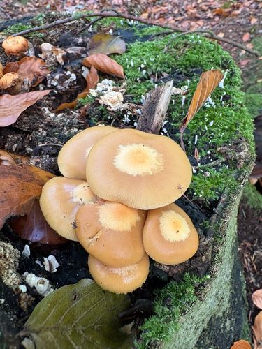 Sheathed Woodtuft