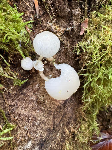 porcelain mushroom