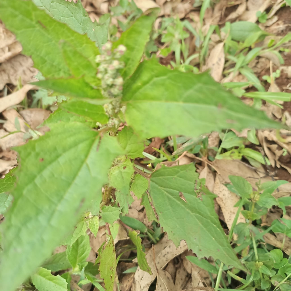 Chenopodiastrum fasciculosum