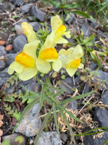common toadflax