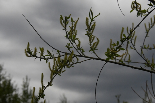 Krantinis gluosnis nuotrauka