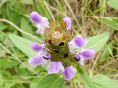 Prunella vulgaris lanceolata