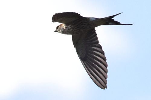 iNaturalist image