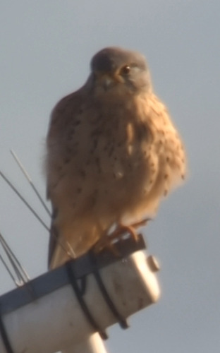 Eurasian Kestrel
