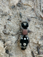Ronisia barbarula
