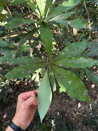 Machilus japonica observed 2026-10-17