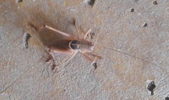 Pediodectes haldemanii