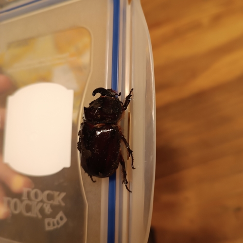 European Rhinoceros Beetle