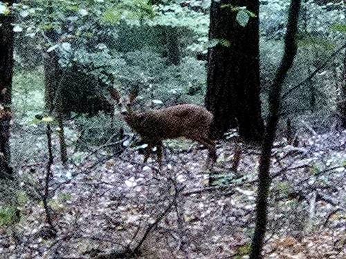 Western Roe Deer