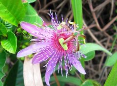 Passiflora miersii