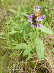 Prunella vulgaris lanceolata