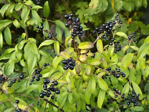 Common Privet