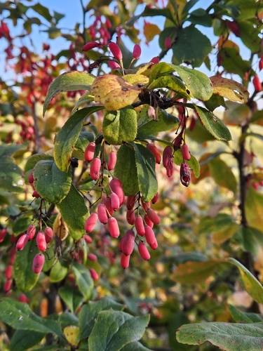 European barberry