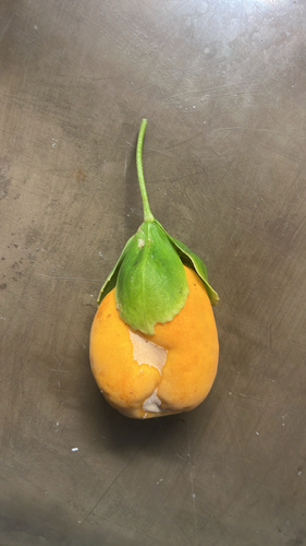 Passiflora laurifolia observed 2026-10-18