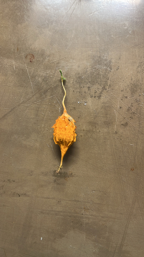 Momordica charantia observed 2026-10-18