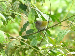 Chlorospingus semifuscus