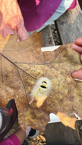 Pale Tussock Moth
