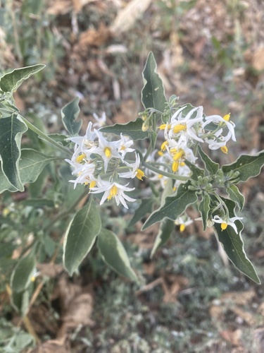 tall nightshade