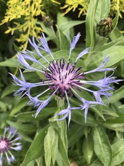Centaurea montana