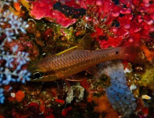 Pristiapogon kallopterus observed 2026-09-22