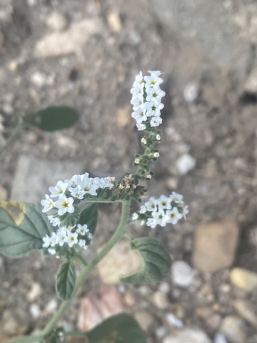 European heliotrope