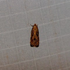 Spinitibia hodgesi