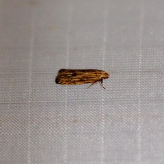 Spinitibia hodgesi