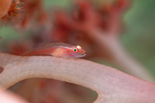 Pleurosicya mossambica observed 2026-08-24