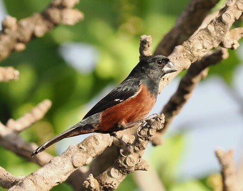 Chestnut-bellied Seed-Finch